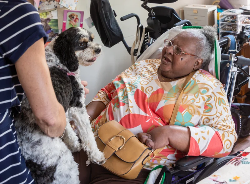 Senior woman with therapy dog. A person is holding out a therapy dog to a smiling senior woman.