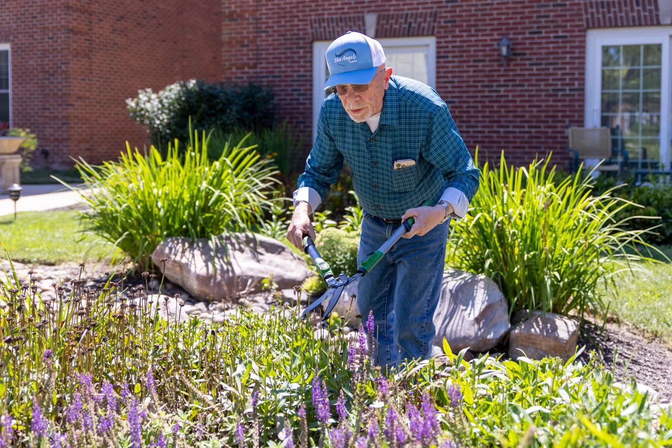 Senior man gardening. Senior man using shears to trim back flowers outdoors.