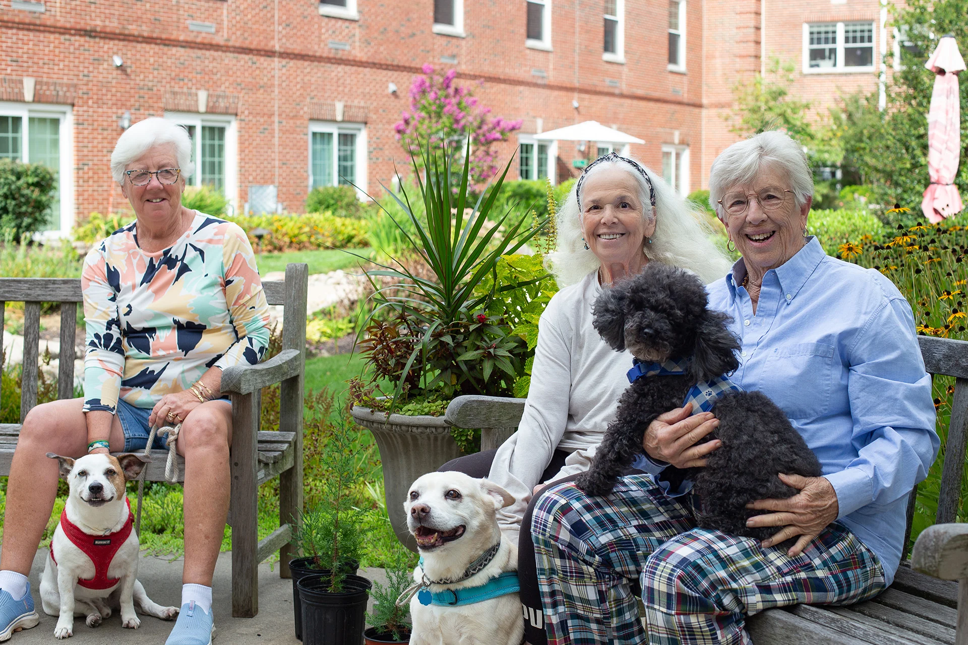 Senior women with their dogs. Three senior women seated on benches outdoors with their dogs.