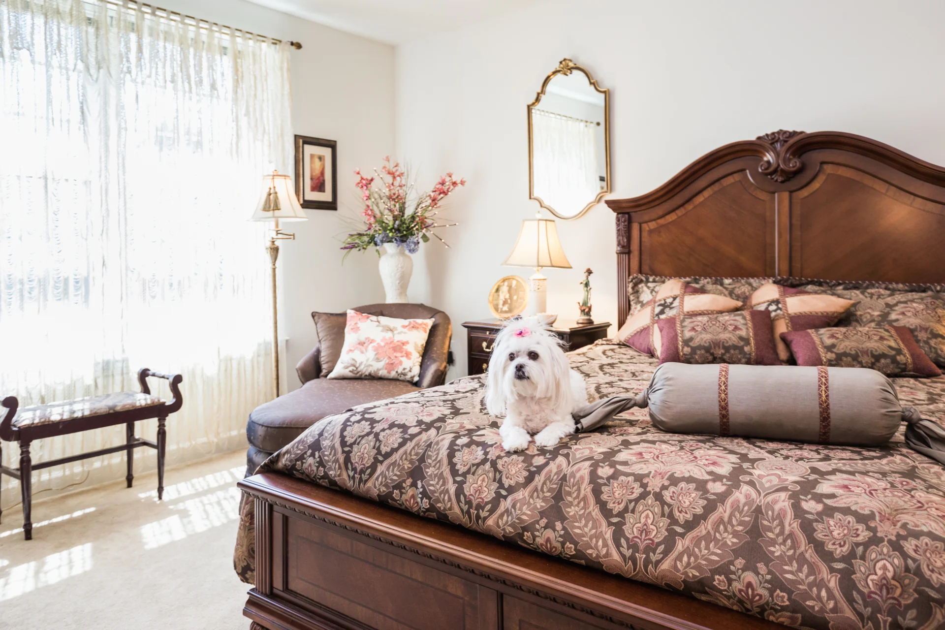 Small, white dog sitting on a bed in a large, well-lit bedroom.